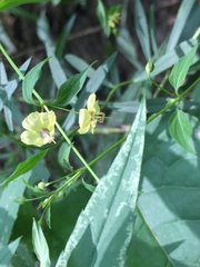 Lysimachia radicans