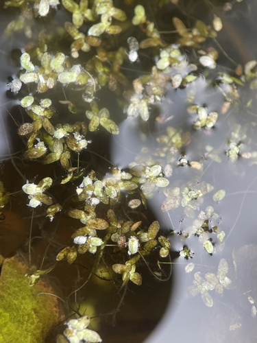 Image of Lemna valdiviana by (c) Henry Miller, some rights reserved (CC BY)
