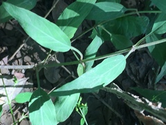 Lysimachia radicans