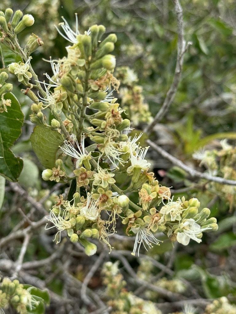 Couepia ovalifolia