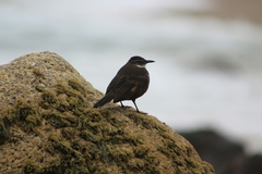 Cinclodes nigrofumosus