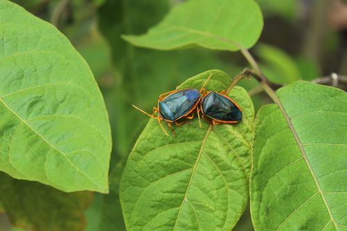 Photo of Red-bordered Stink Bug (Edessa rufomarginata)