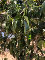 Secamone parvifolia