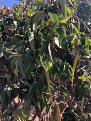 Secamone parvifolia
