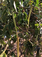 Secamone parvifolia