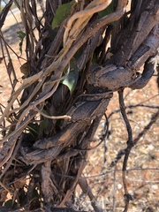 Secamone parvifolia