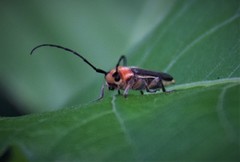 Dylobolus rotundicollis