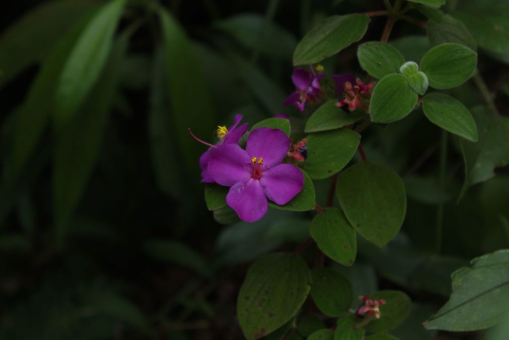 Monochaetum humboldtianum