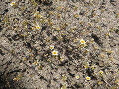 Leptosiphon lemmonii