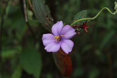 Andesanthus lepidotus