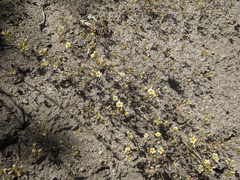 Leptosiphon lemmonii