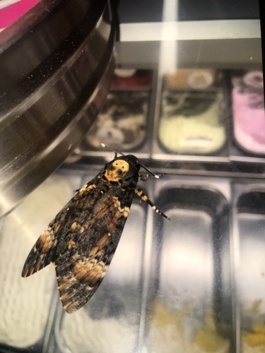 Acherontia atropos