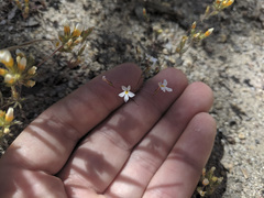 Nemacladus longiflorus