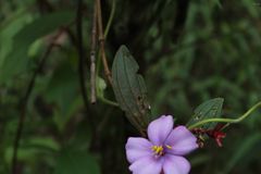 Andesanthus lepidotus