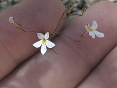 Nemacladus longiflorus