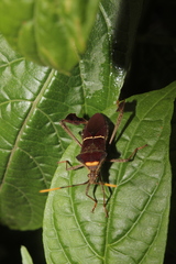Leptoglossus macrophyllus