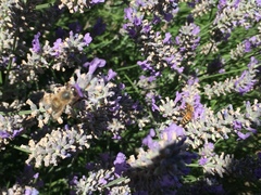 Apis mellifera