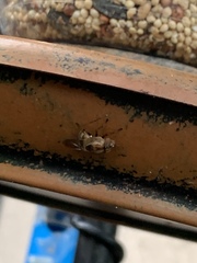 Copestylum chalybescens