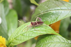 Leptoglossus macrophyllus