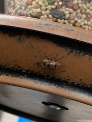 Copestylum chalybescens