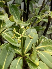 Psychotria mariniana