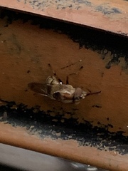 Copestylum chalybescens