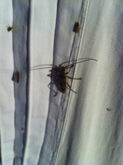 Elytrimitatrix undata