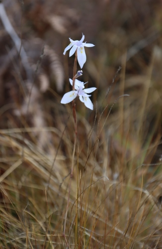 Image of Moraea thomsonii by (c) Tony Rebelo, some rights reserved (CC BY-SA)