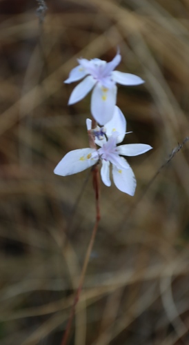 Highveld Tulp (Moraea thomsonii)