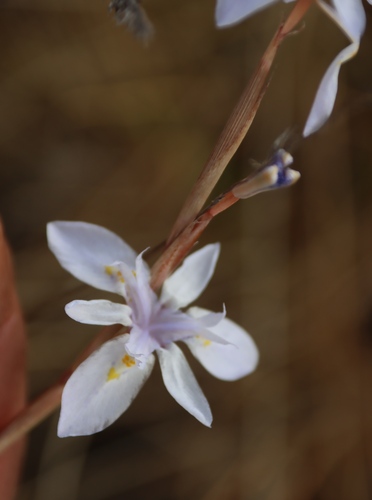 Image of Moraea thomsonii by (c) Tony Rebelo, some rights reserved (CC BY-SA)