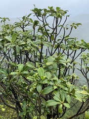 Psychotria mariniana