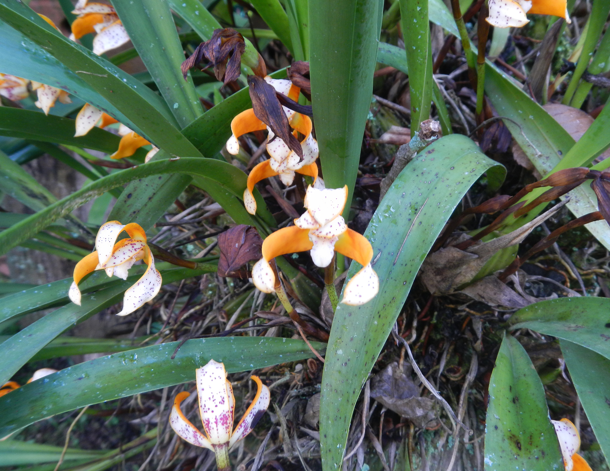 Maxillaria picta