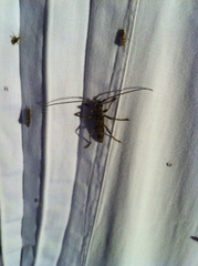Elytrimitatrix undata