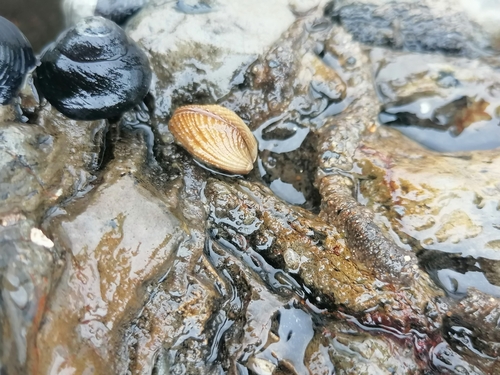 Brachidontes granulatus