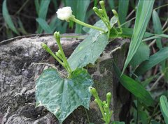 Trichosanthes cucumerina