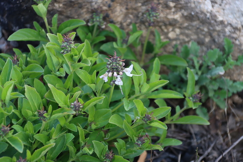Cats Whiskers (Ocimum obovatum)