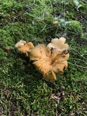 Cantharellus flavolateritius