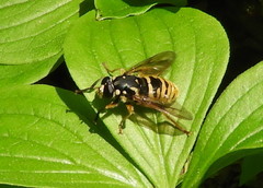 Temnostoma alternans