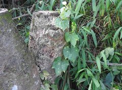 Trichosanthes cucumerina