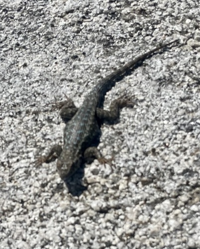 iNaturalist observation photo of Western Fence Lizard