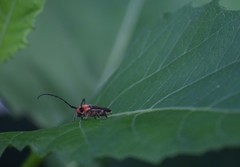Dylobolus rotundicollis