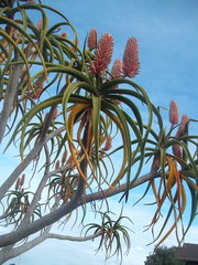 Aloidendron