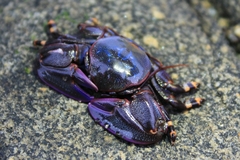 Petrolisthes violaceus