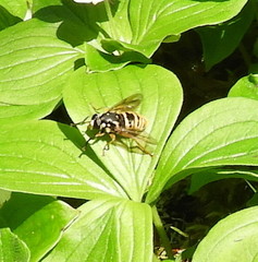 Temnostoma alternans