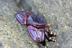 Petrolisthes violaceus