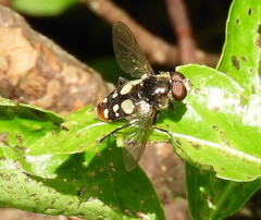 Sericomyia lata