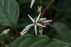 Solanum aturense