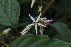Solanum aturense