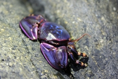 Petrolisthes violaceus