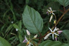 Solanum aturense